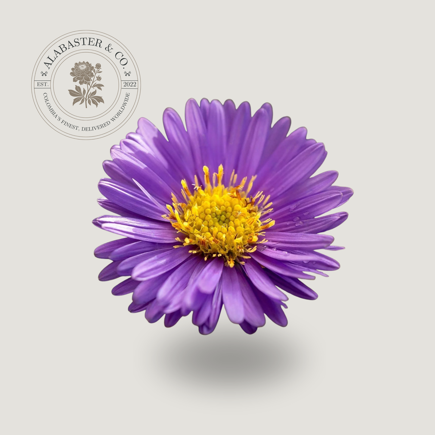 Aster / Montecasino