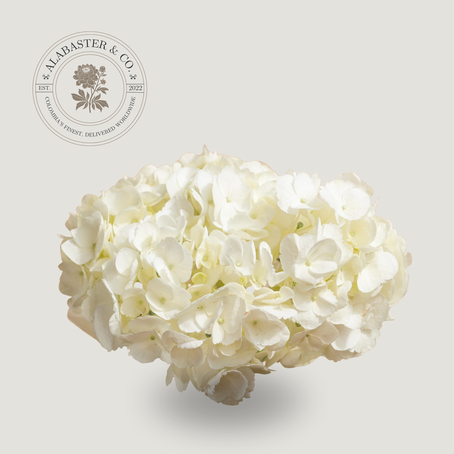 Hortensia Blanca