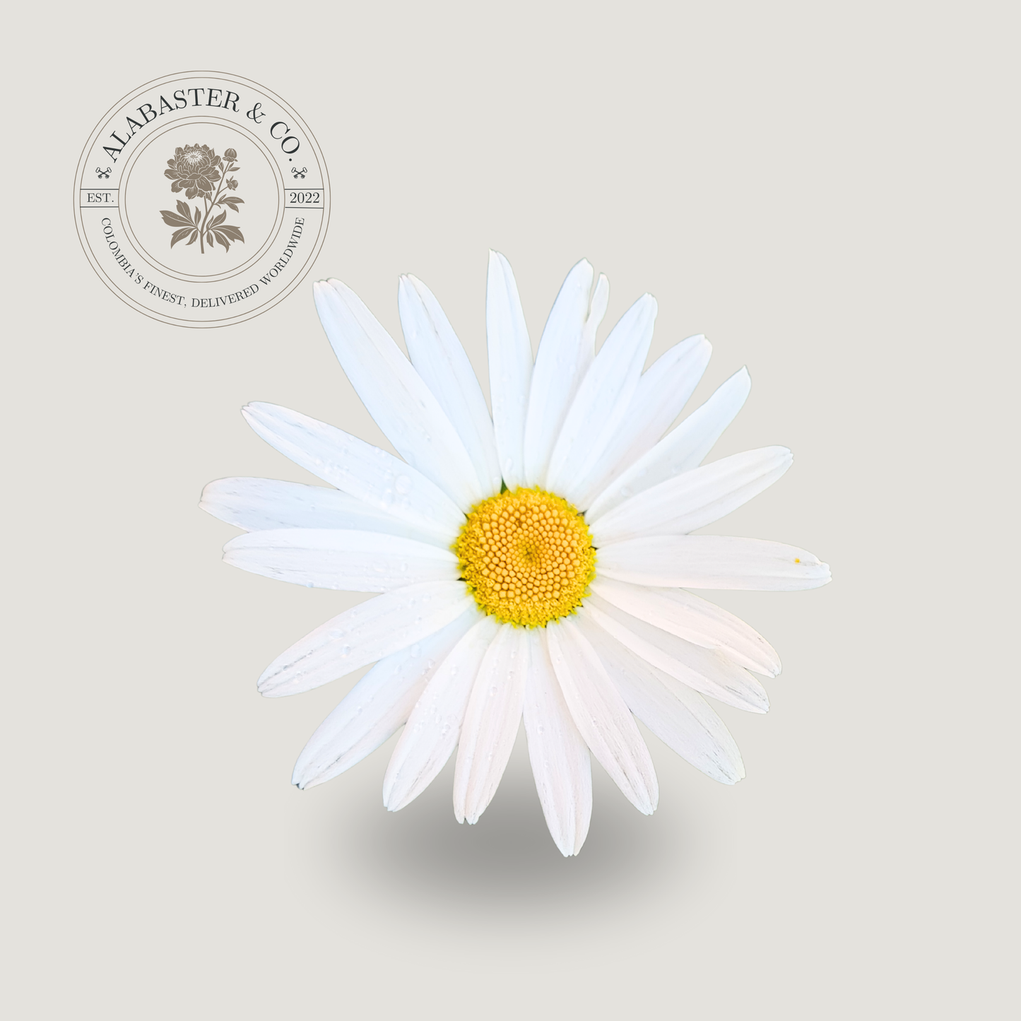 Margarita Blanca