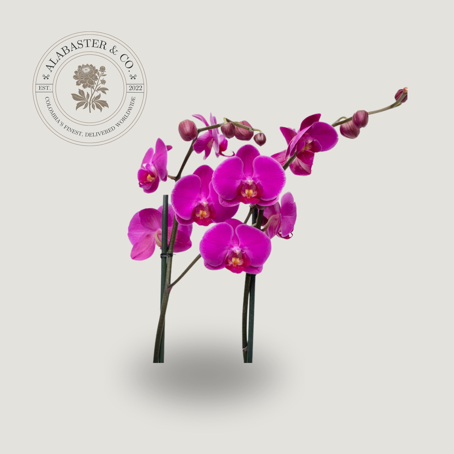Orquídea Phalaenopsis