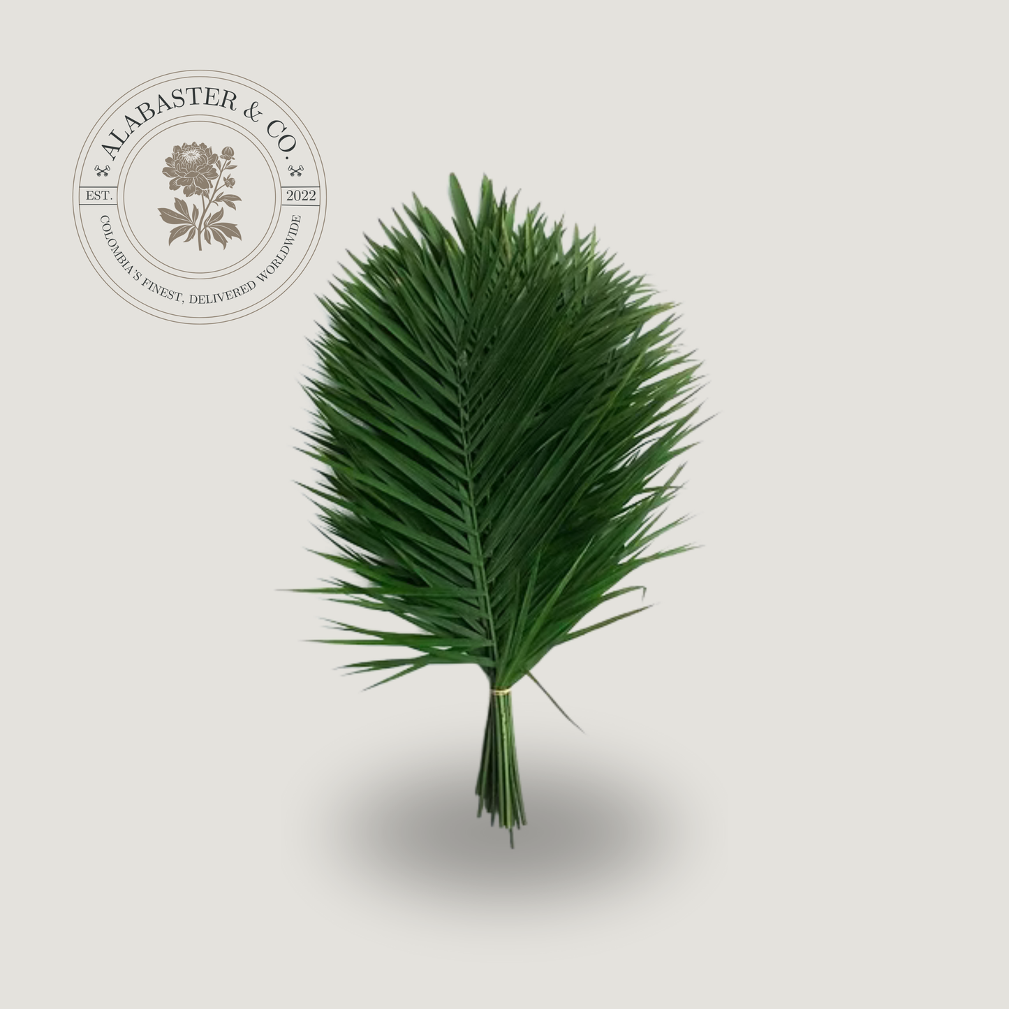 Palma Robelina