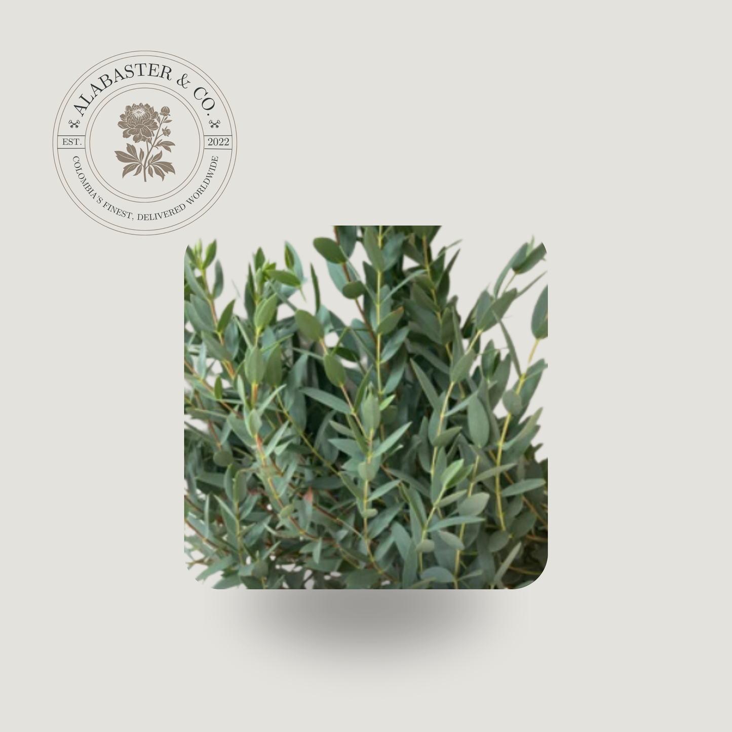 Parvifolia