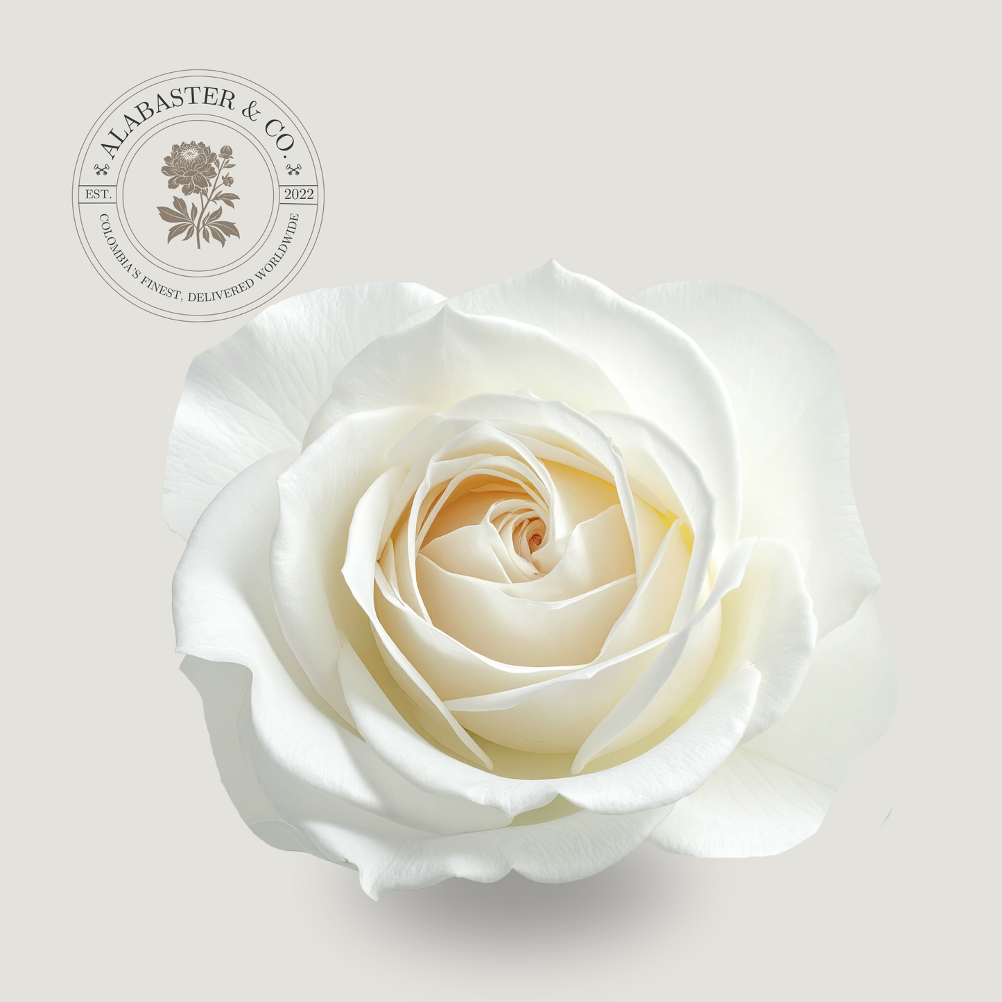 Rosa Exportación Blanca