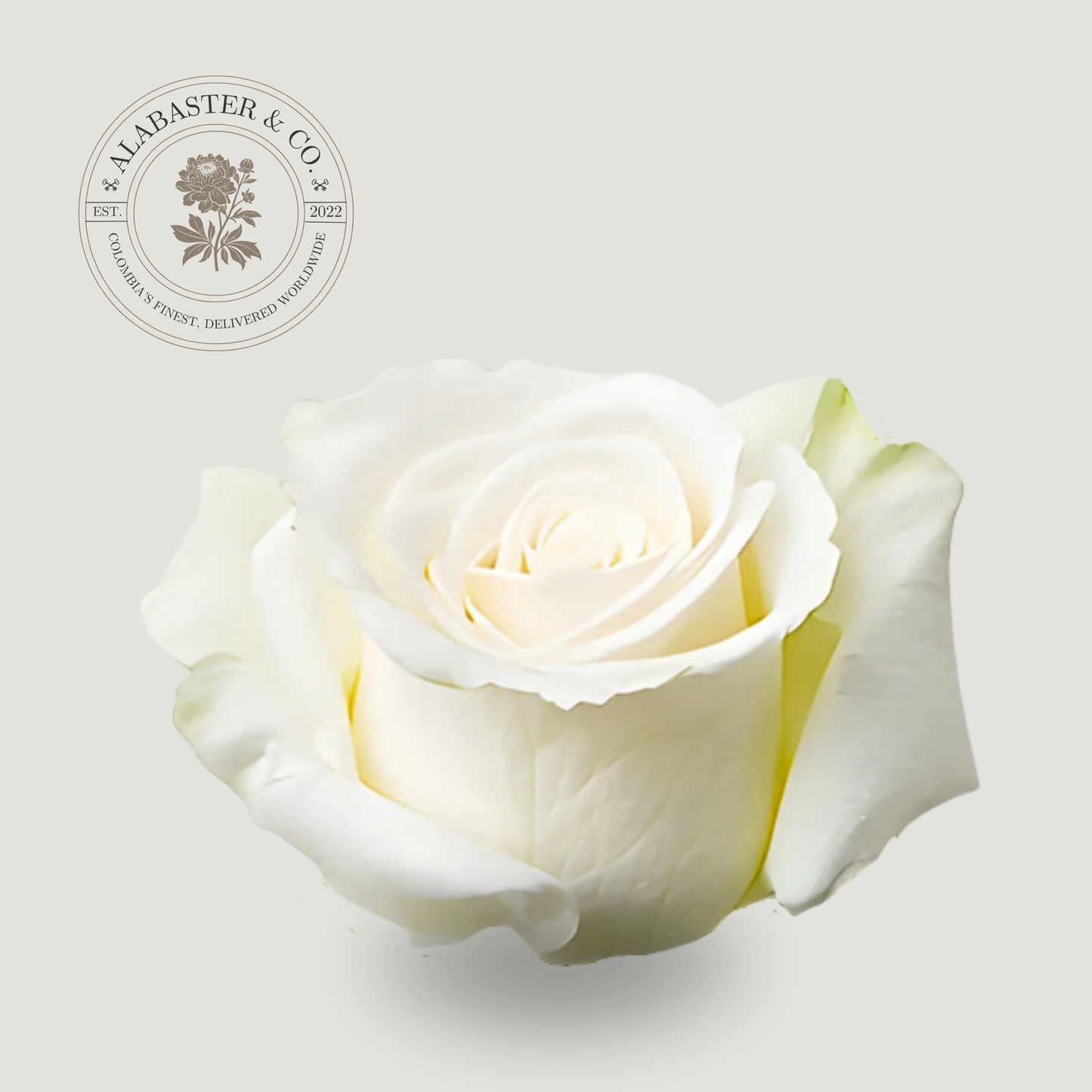 Rosa Nacional Blanca