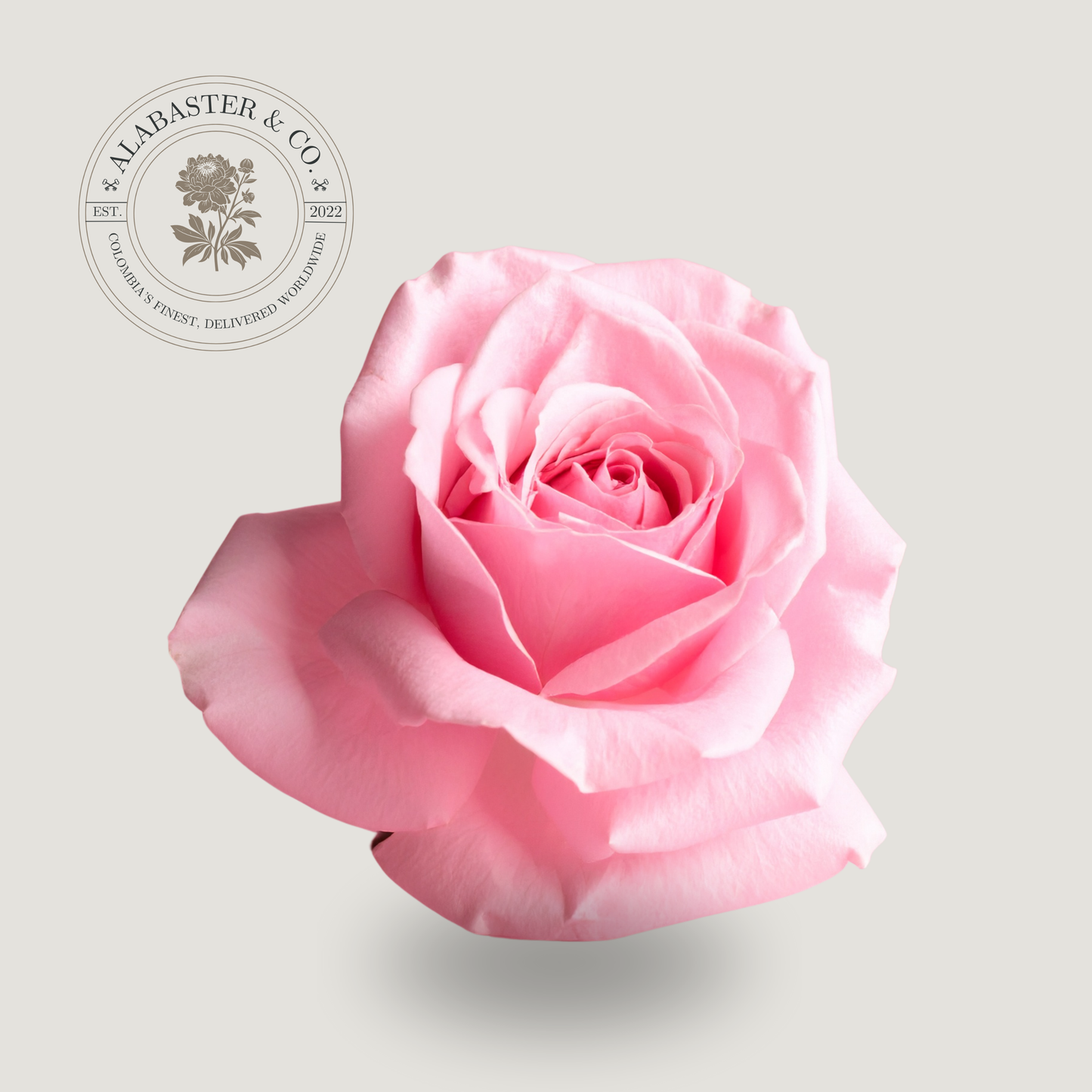 Rosa Nacional Baby Pink