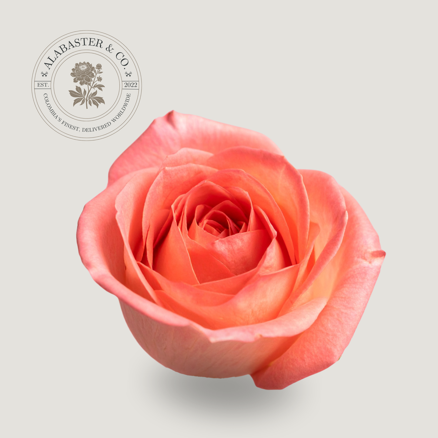 Rosa Nacional Salmón