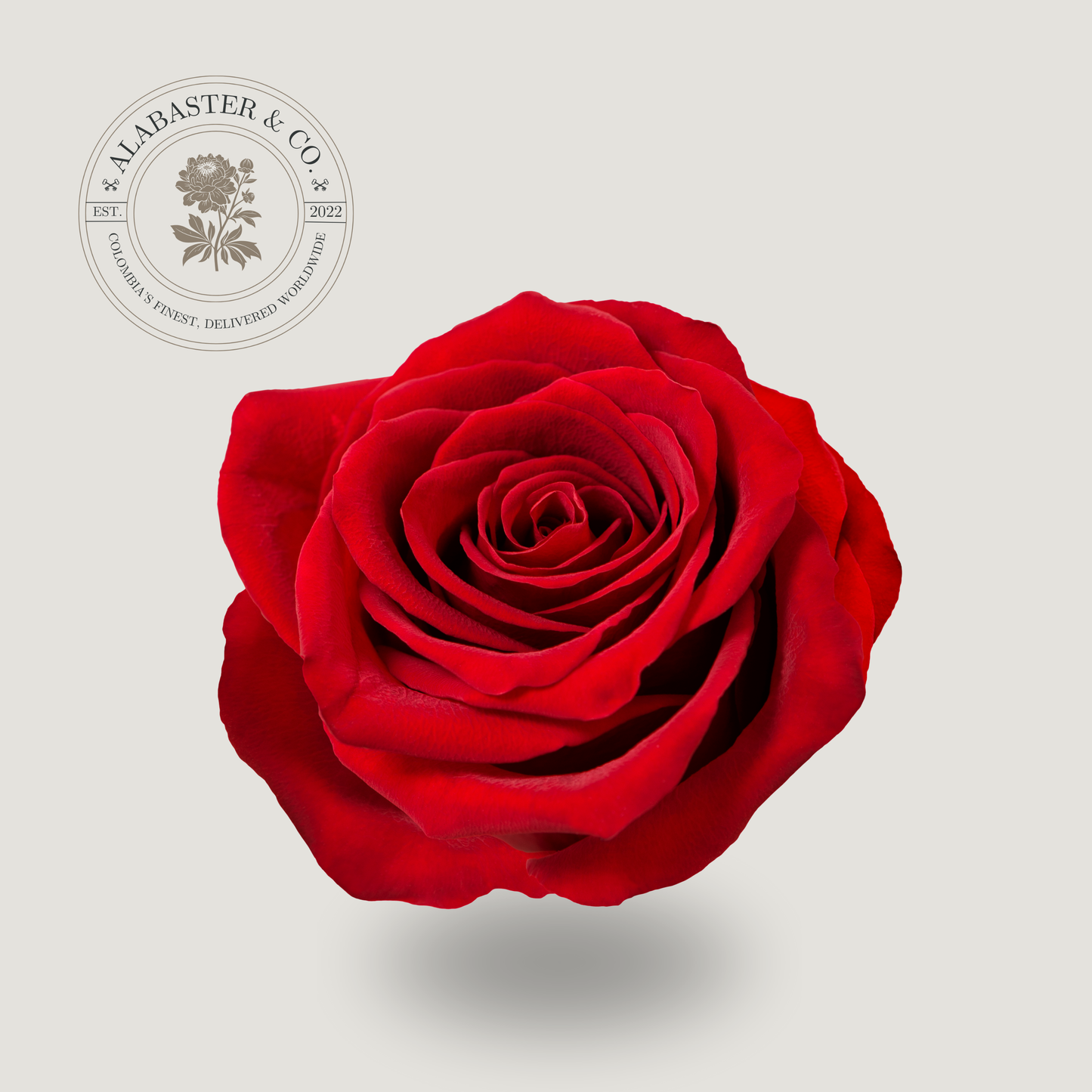 Rosa Exportación Roja