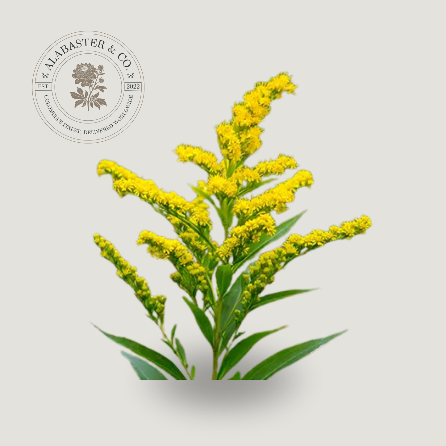 Solidago