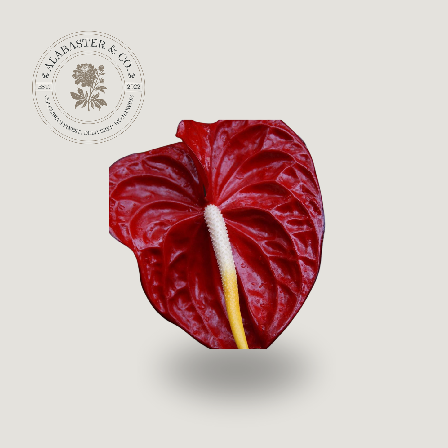 Anturio Rojo
