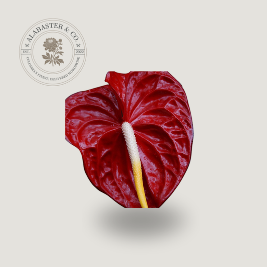 Anturio Rojo