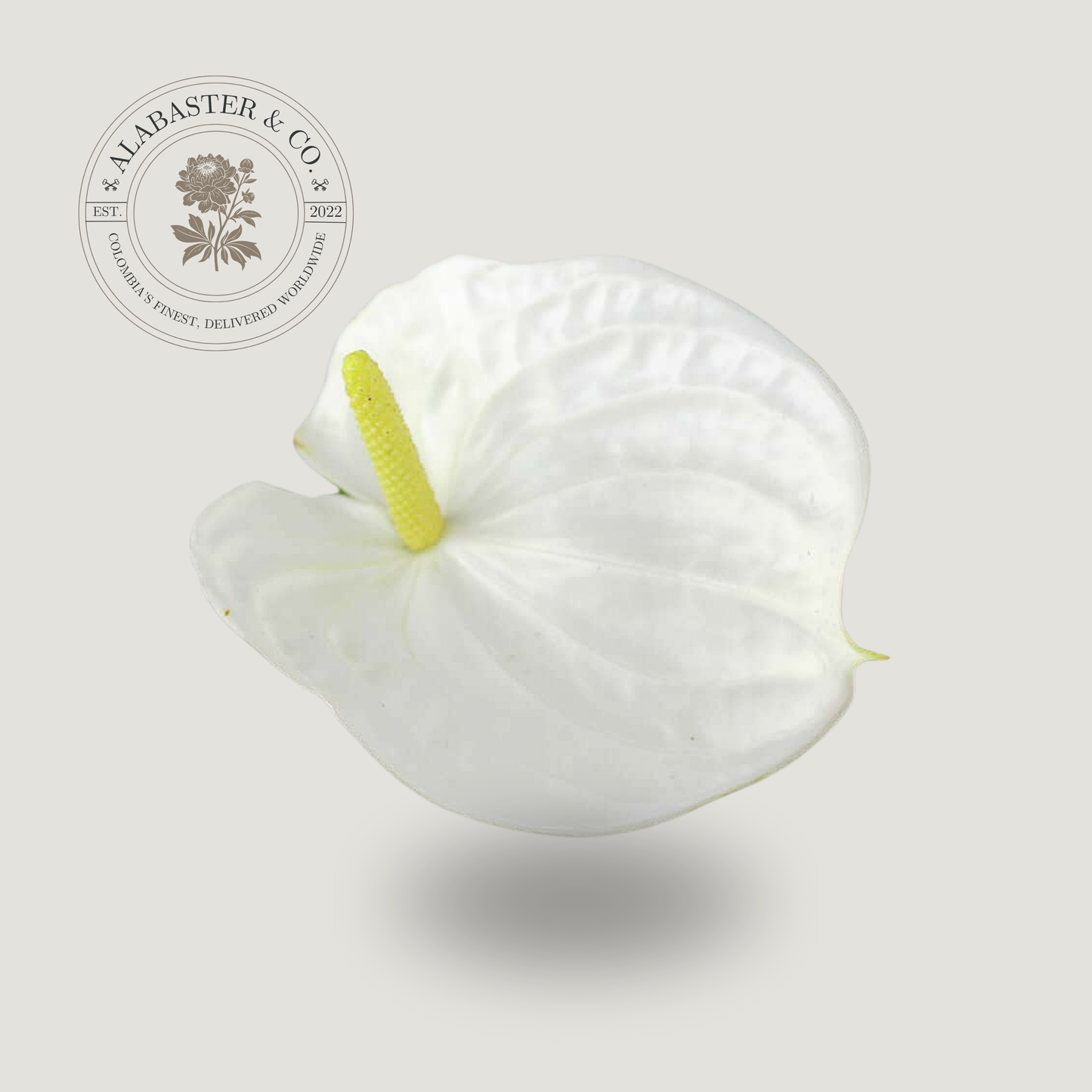 Anturio Blanco