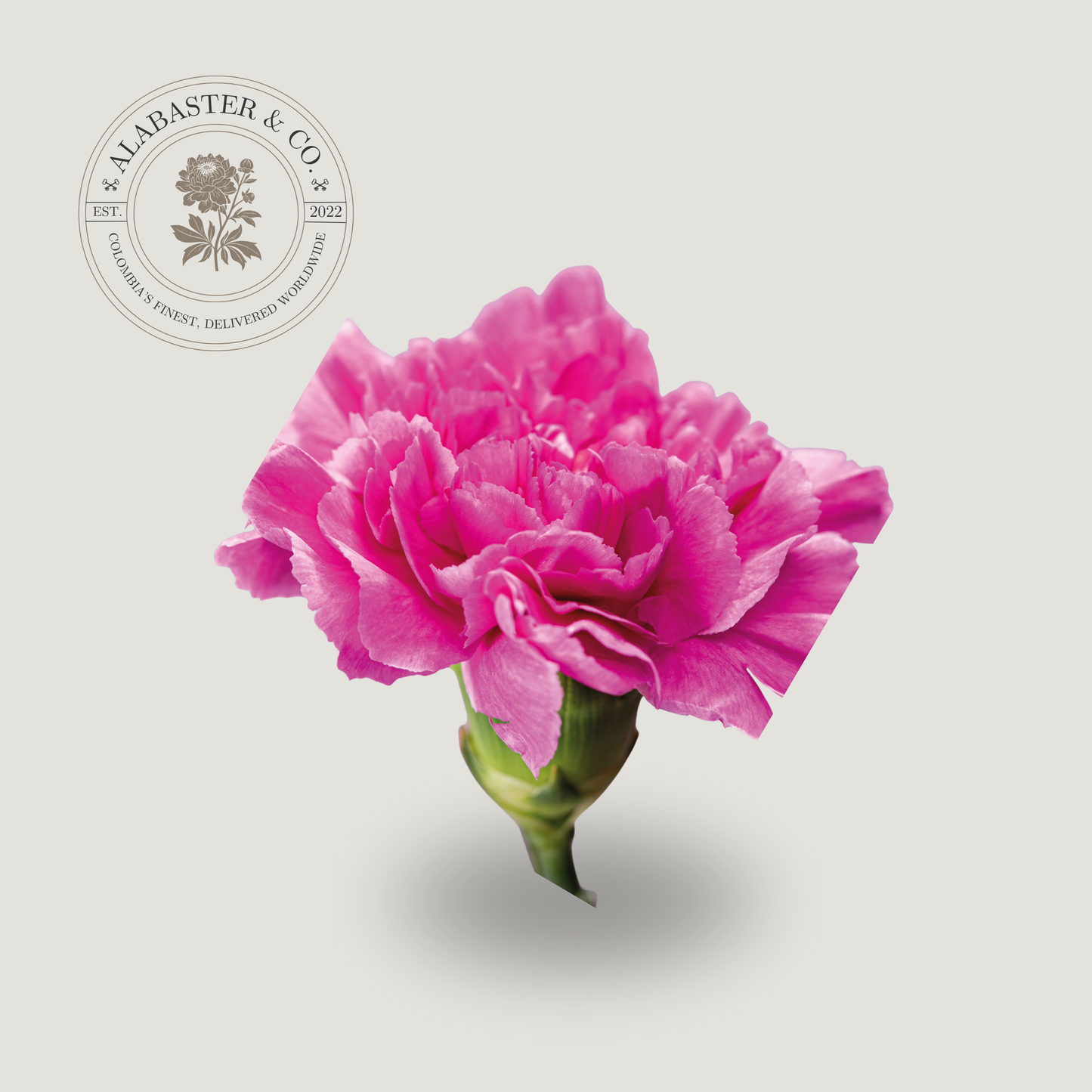 Clavel