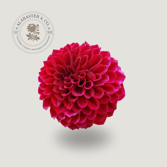Dalia