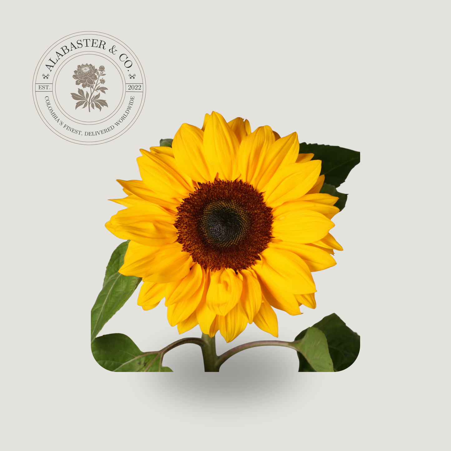 Girasol