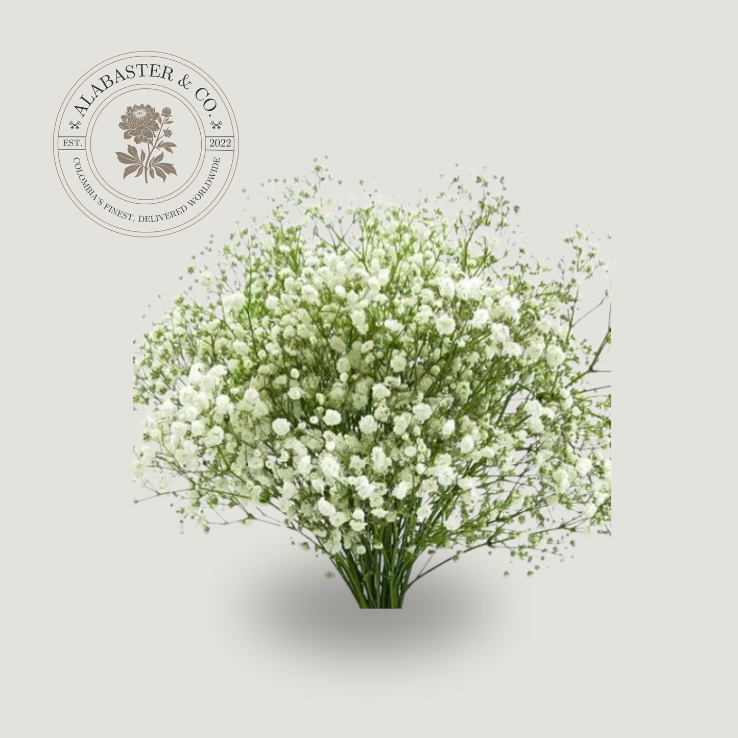 Gypsophila Doble
