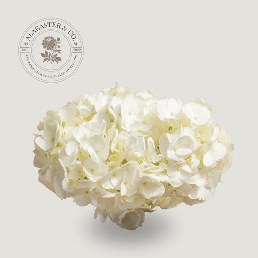 Hortensia Blanca