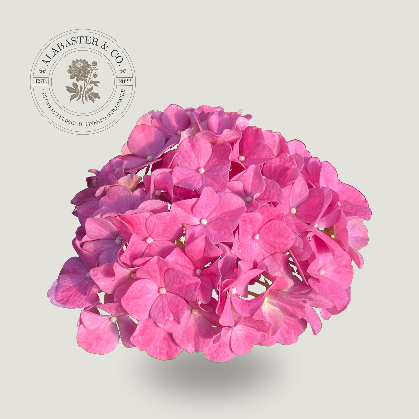 Hortensia Color