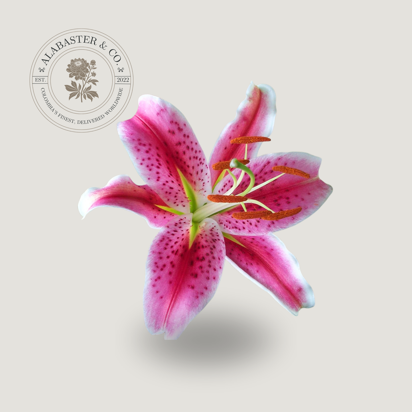 Lirio (Azucena)
