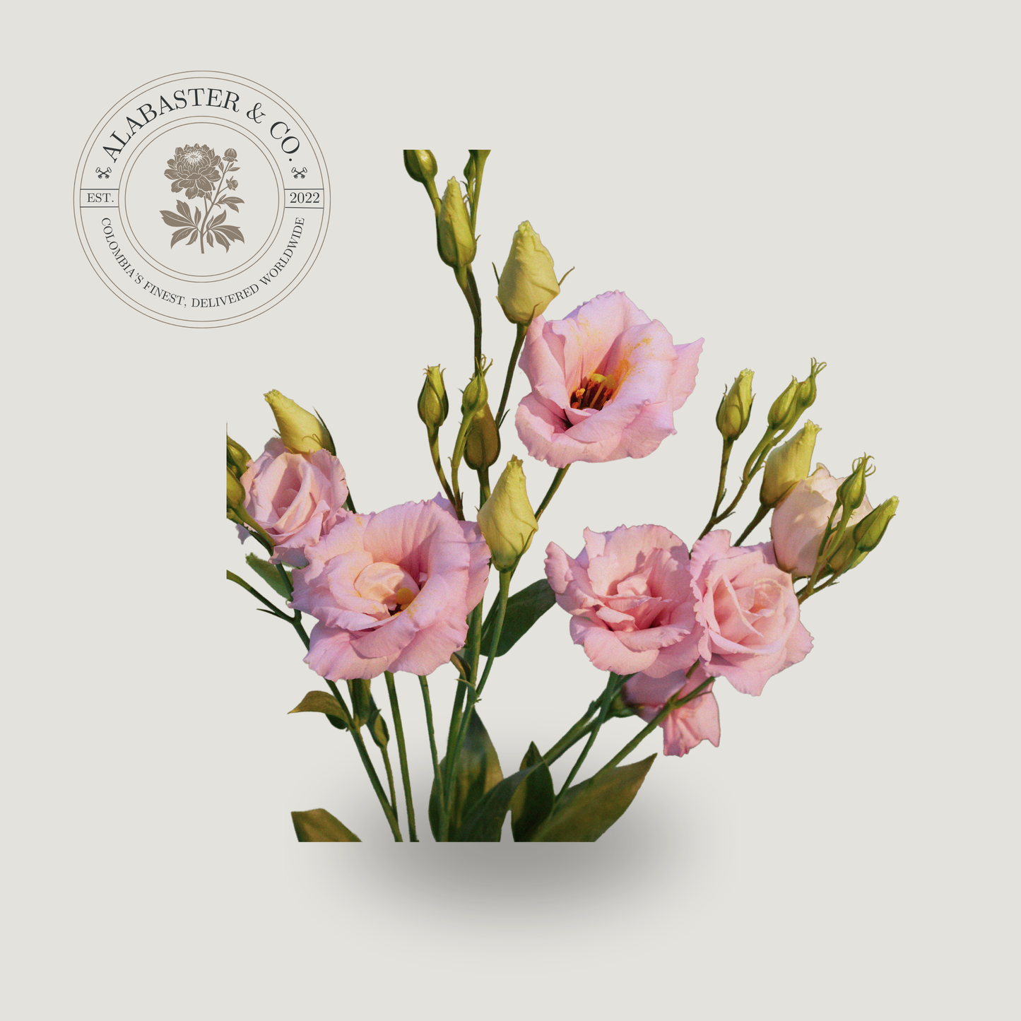 Lisianthus