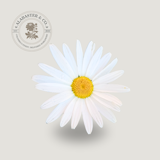 Margarita Blanca