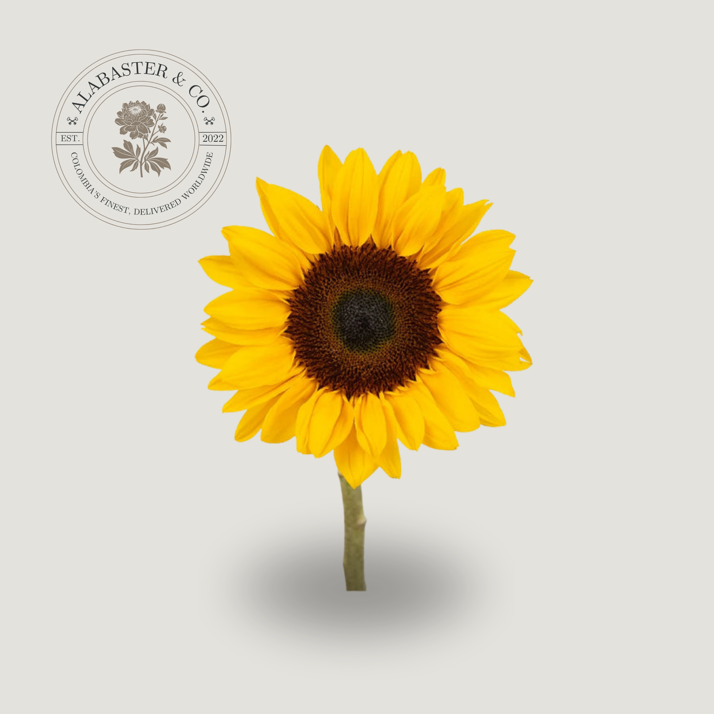 Mini Girasol