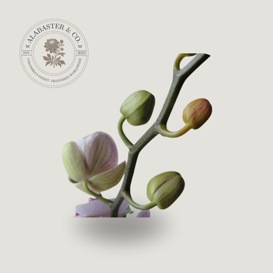Orquídea (1 Botón)