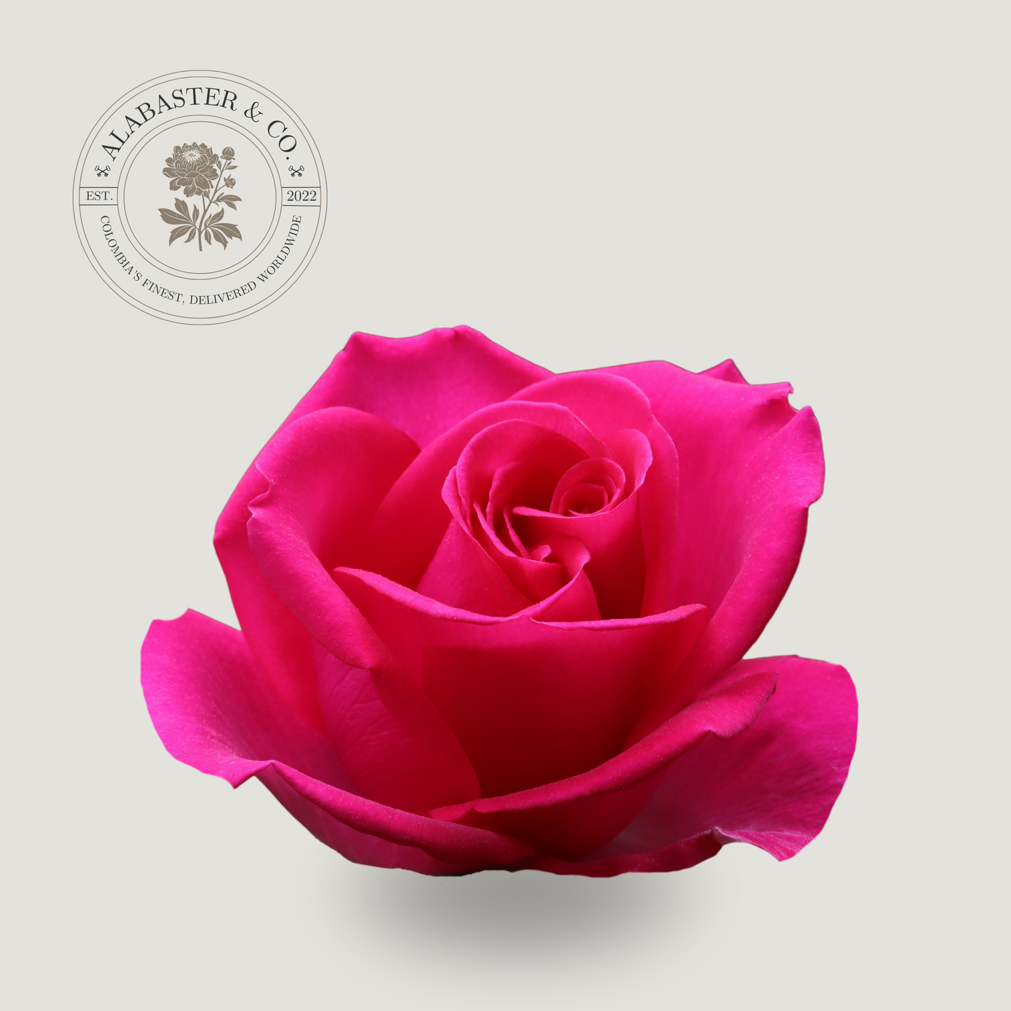 Rosa Exportación Rosada