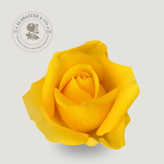 Rosa Nacional Amarilla