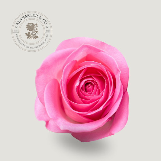 Rosa Nacional Rosado Intenso