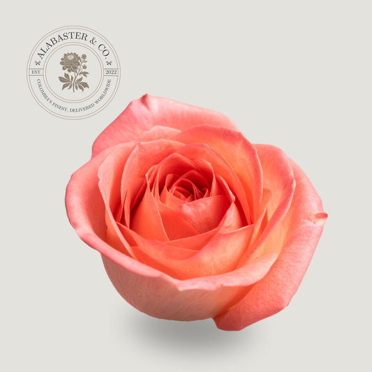 Rosa Nacional Salmón