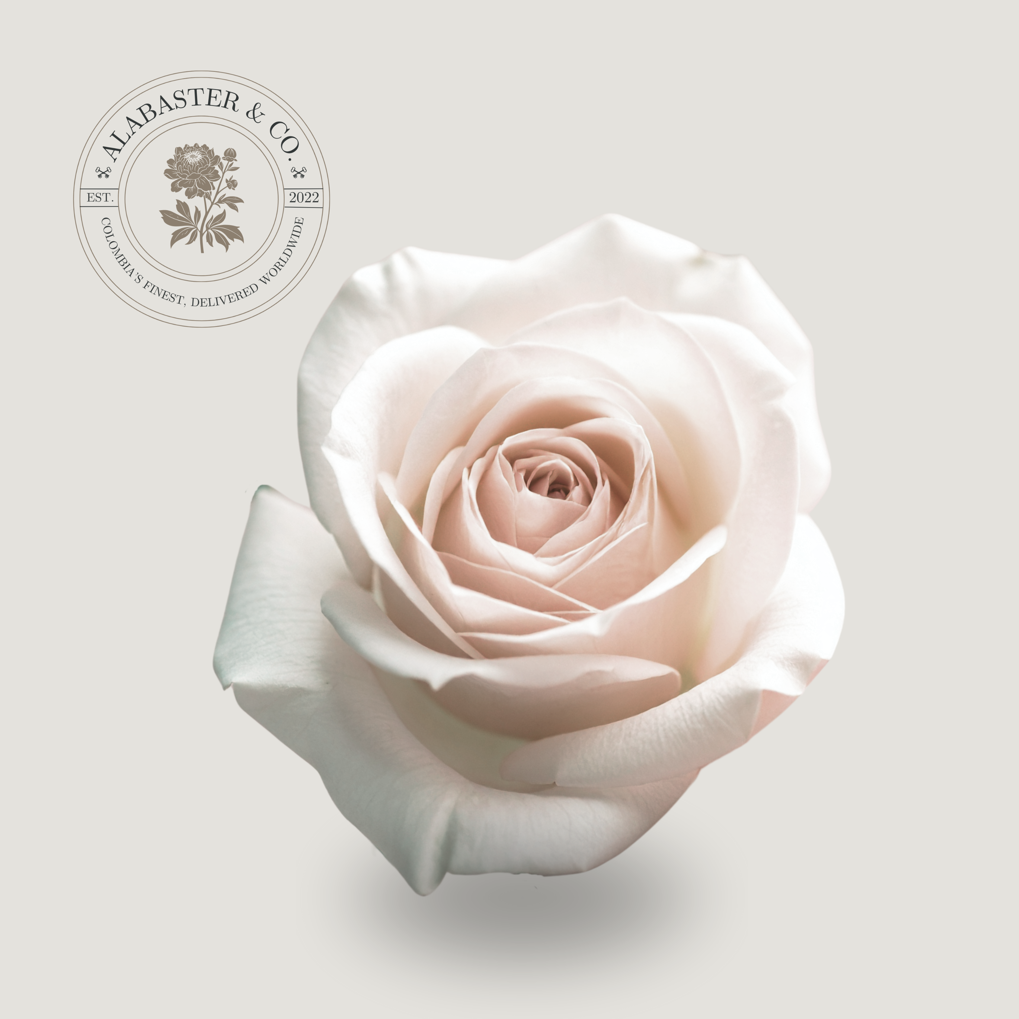 Rosa Nacional Vendela – Alabaster